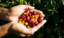 O ponto ideal de colheita do café vai além da cor