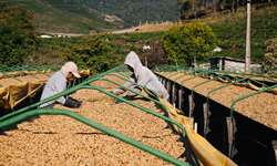 Terreiros e a produção de café
