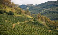 Universidade Federal de Viçosa desenvolve colheitadeira de café para áreas montanhosas