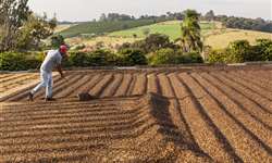 Valor Bruto da Produção do café brasileiro atinge R$ 28 bilhões