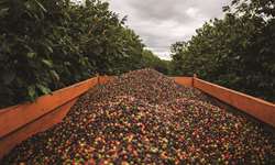 Produção colombiana de café avança 12%