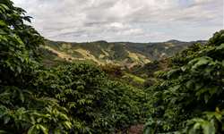 Incaper realiza pesquisa sobre benefícios do café arborizado
