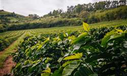 Uso de cobre pode contribuir na produtividade do café