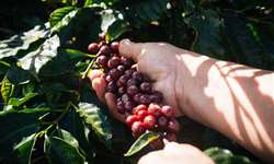 Colheita da safra 2020/2021 de café do Brasil alcançou 84%