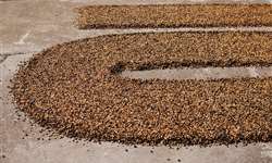 Colheita de café no Brasil atinge 96%