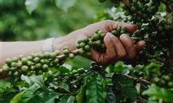 Campos Gerais (MG) tem expectativa de encerrar safra 2020/21 com 900 mil sacas de café