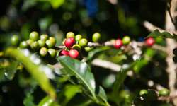 Maturação dos frutos influi na escolha das variedades de café