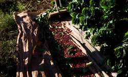 Projeto Campo Futuro apresenta custos da produção de café em Minas Gerais