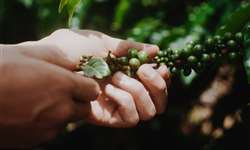 Produção de café da Colômbia apresenta queda de 15% em outubro