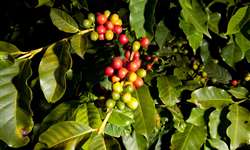 SIC: especialistas apostam em cenário favorável para café no pós-Covid