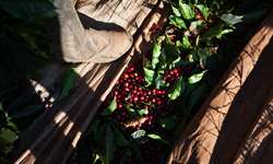Seca preocupa produtores e preços do café sobem na Bolsa de NY