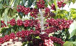 Epamig promove dia de campo virtual sobre cafeicultura de montanha