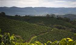 Produção de café do Quênia deve cair para 40 mil toneladas em 2020
