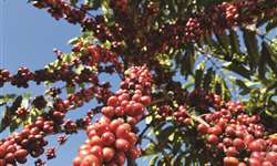 Cafeicultura em Rondônia: cuidados com a produção no início de 2021
