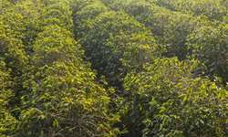 BASF: manejo eficiente na plantação de café