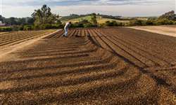 Rabobank aponta queda na produção de café do Brasil na safra 2021/2022