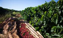 Efeitos climáticos: Colômbia estima queda na produção de café deste ano