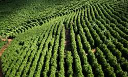 Honduras registra queda de 27,4% nas exportações de café na safra 2020/2021