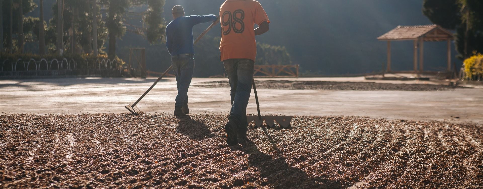 Levantamento avalia queda de 10 milhões de sacas de café na produção mineira na safra 2021/22