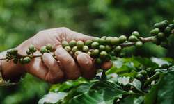 Cafeicultura sustentável, competitiva e integrada é tema de encontro virtual do CNC