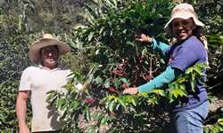 Produtores de Pedralva (MG) investem na produção de café orgânico
