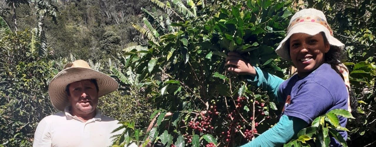 Produtores de Pedralva (MG) investem na produção de café orgânico