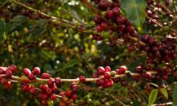 Regiões produtoras de café no Sudeste terão madrugadas mais frias nos próximos dias