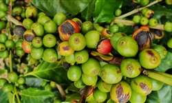 Diferenças entre cercosporiose e leprose em folhas e frutos de cafeeiros