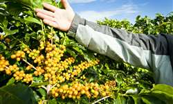 Safra cafeeira do Paraná é estimada em 52,4 mil toneladas na temporada 2020/2021