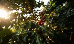 Conferência anual da Hawaii Coffee Association visa combater a ferrugem do café