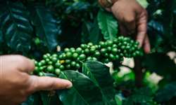 Consórcio visa diminuir o uso de agrotóxicos na produção do café