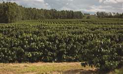 Consultor ressalta necessidade da irrigação nas produções de café
