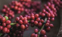 USDA: Produção indiana de café pode aumentar 5% na safra 2021/2022