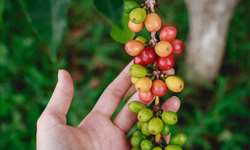 CNA avalia custos de produção de café em Itabela (BA)