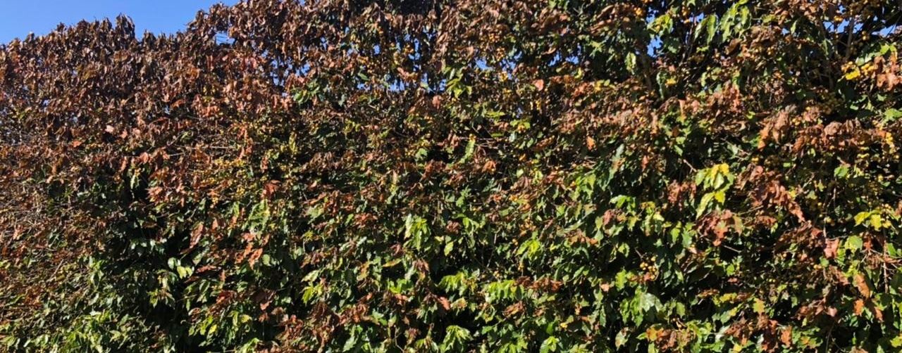 Produtores relatam desafios nas lavouras de café atingidas por forte geada