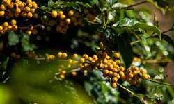 Consultoria destaca que colheita de café da safra 2021/2022 atingiu 77%