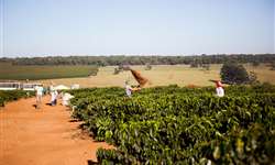 Colheita de café no Brasil atinge 84% do total projetado para safra 2021/2022