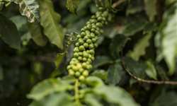 Primeira semana de agosto é de estabilidade nos preços do café arábica