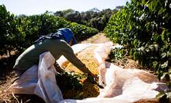 Produção de café em São Paulo deve chegar a pouco mais de 4 milhões de sacas