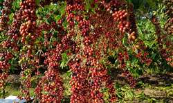 5º maior produtor do Brasil: Cultivo de café em Rondônia cresce nos últimos anos