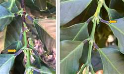 Lesões no pecíolo de folhas de cafeeiros por efeito de frio