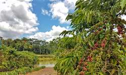 26º episódio da websérie da BSCA aborda o cultivo de café nas principais regiões produtoras do País