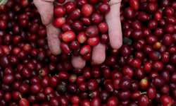 Altos preços abrem caminho para aumentar a produção de café fora do Brasil e Vietnã?