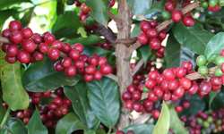 Variedades de café desenvolvidas pela Epamig vencem Prêmio da Região do Cerrado Mineiro