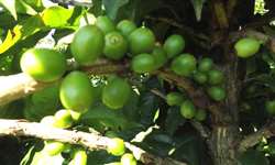 Ramos mais velhos frutificam, especialmente na cultivar arara