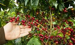 Produção colombiana de café em 2021 é a menor dos últimos sete anos