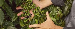 Conselho Nacional do Café destaca importância do seguro rural para cafeicultura
