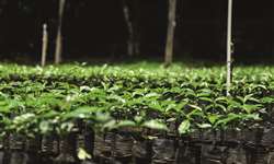 Programa Plante Mais distribui 5 milhões de mudas de café clonal à produtores em Rondônia