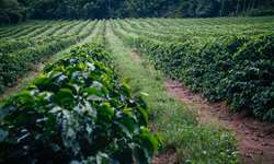 Epamig seleciona cultivares de café arábica em ambientes com restrições de nitrogênio e potássio