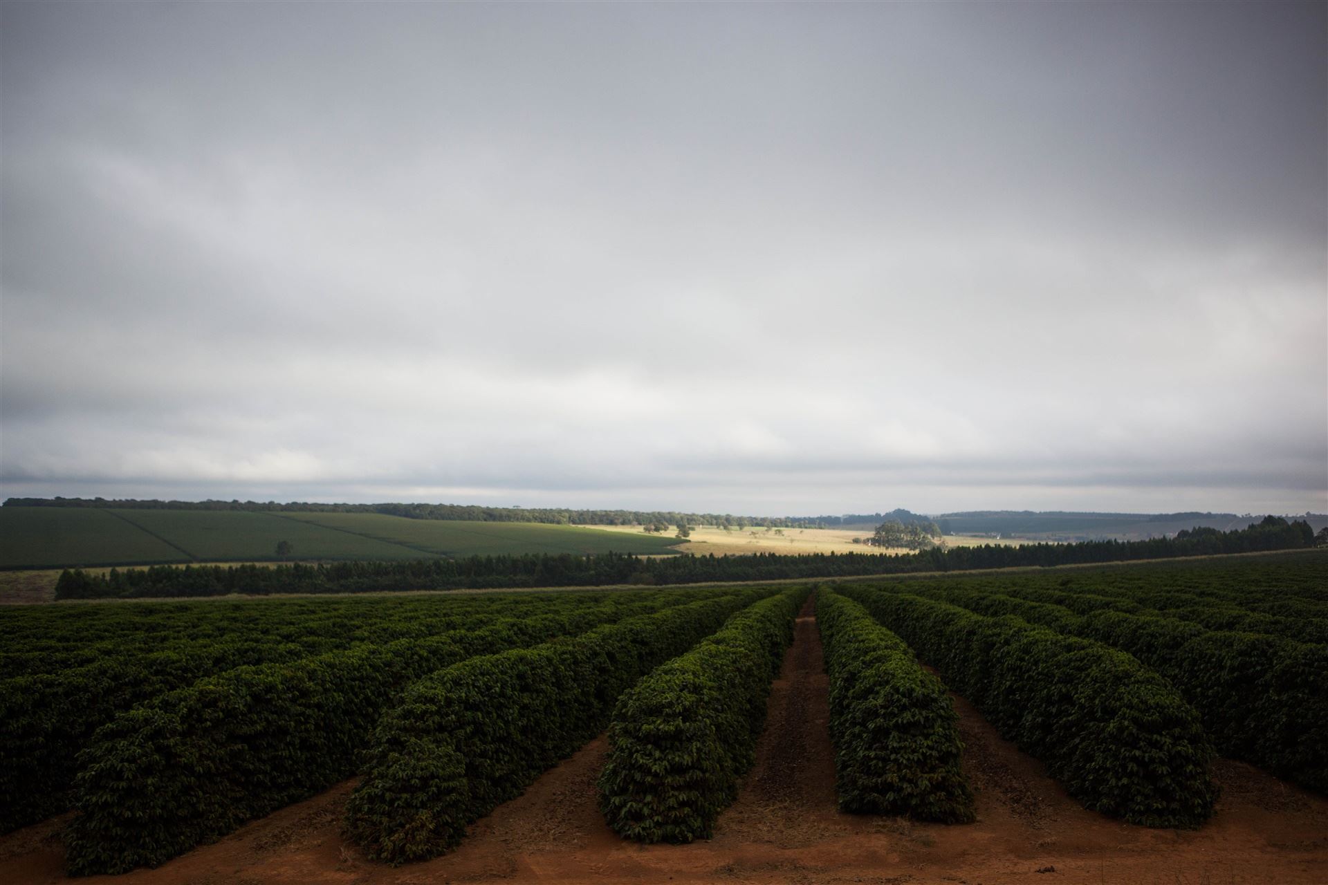 Webinar gratuito aborda estratégias para potencializar performance do agronegócio brasileiro